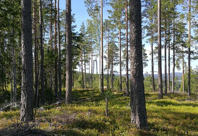 Höga Kusten-bron mellan träden