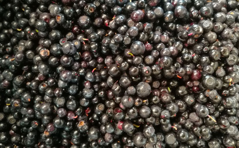 Blåbärsåret 2020/The blueberry year&nbsp;2020