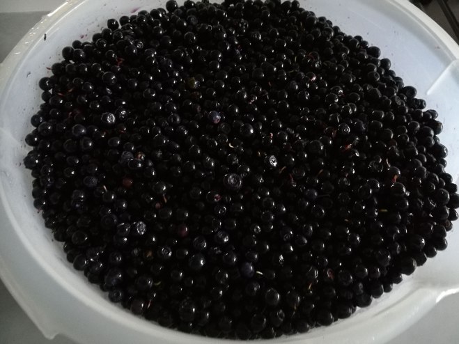 Rensade blåbär