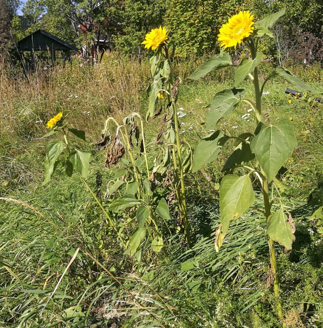 Solrosor under altanen