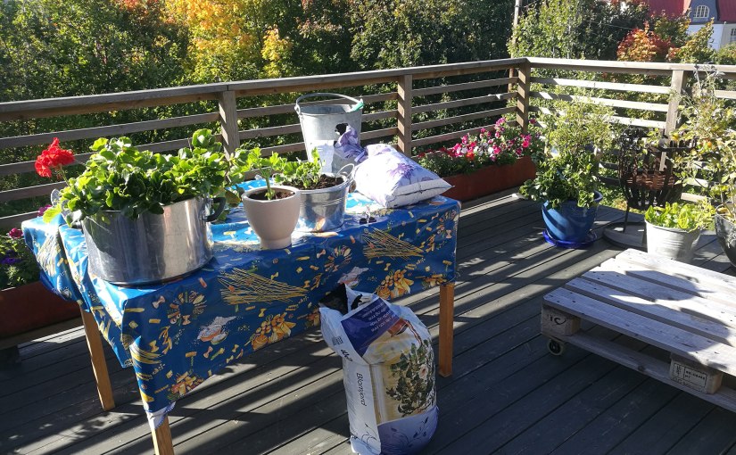 Den årliga inflyttningen/The annual moving&nbsp;in