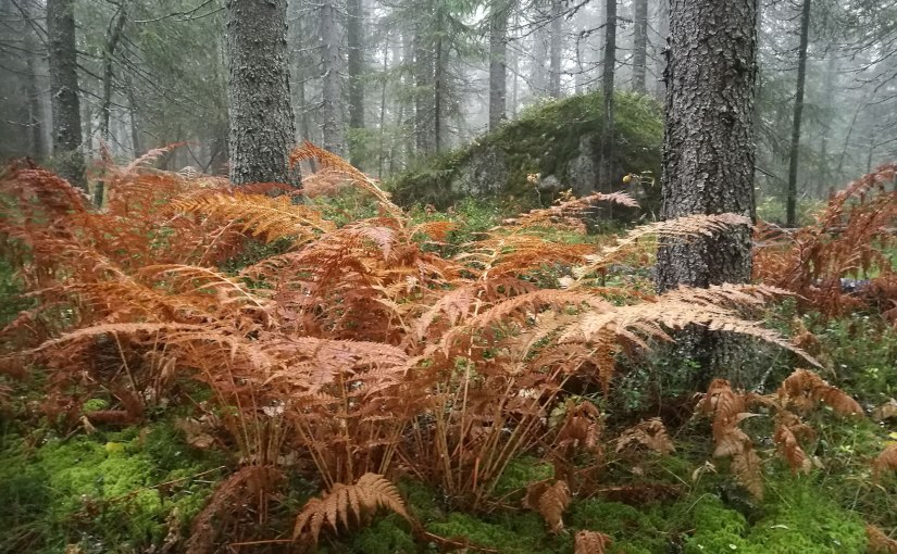 Mer svamp/More mushrooms