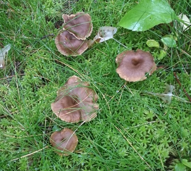 Trattkantareller, hattar