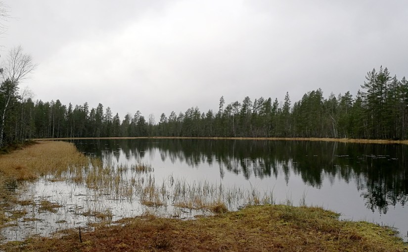 Nytt svampställe/New mushroom&nbsp;place
