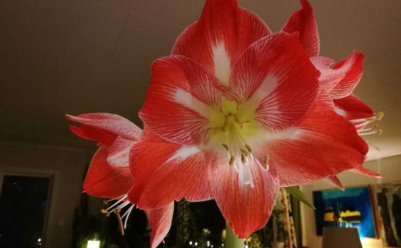 Vår odödliga amaryllis/Our immortal&nbsp;amaryllis