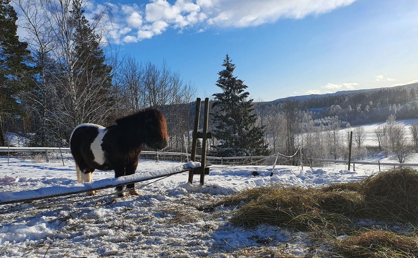 Den lilla kamraten/The little&nbsp;comrade