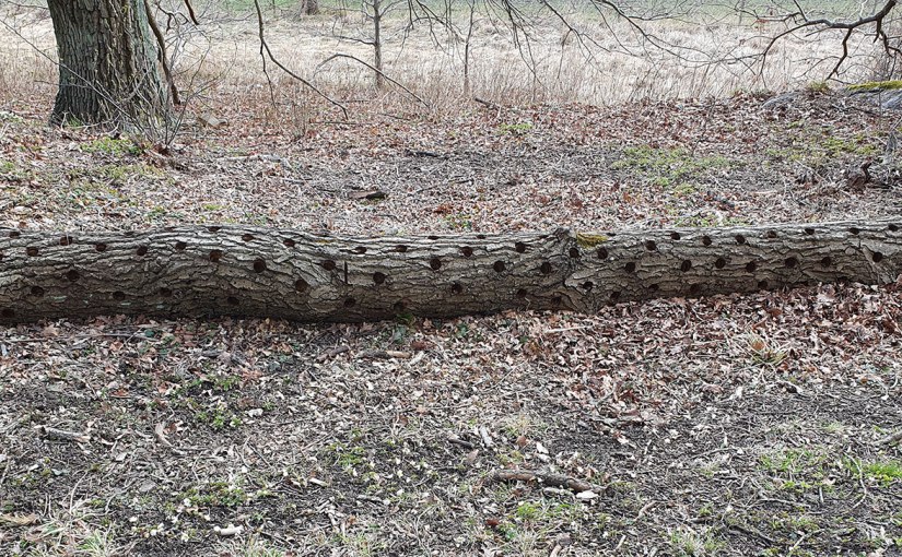 ”Stockkonst” i södra förorten/”Log art” in the southern&nbsp;suburb