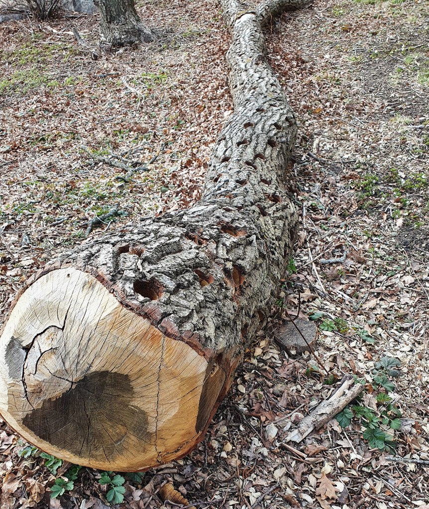 Stock med hål. Log with holes.