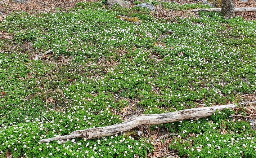 Våren kommer till Stockholm/Spring comes to&nbsp;Stockholm