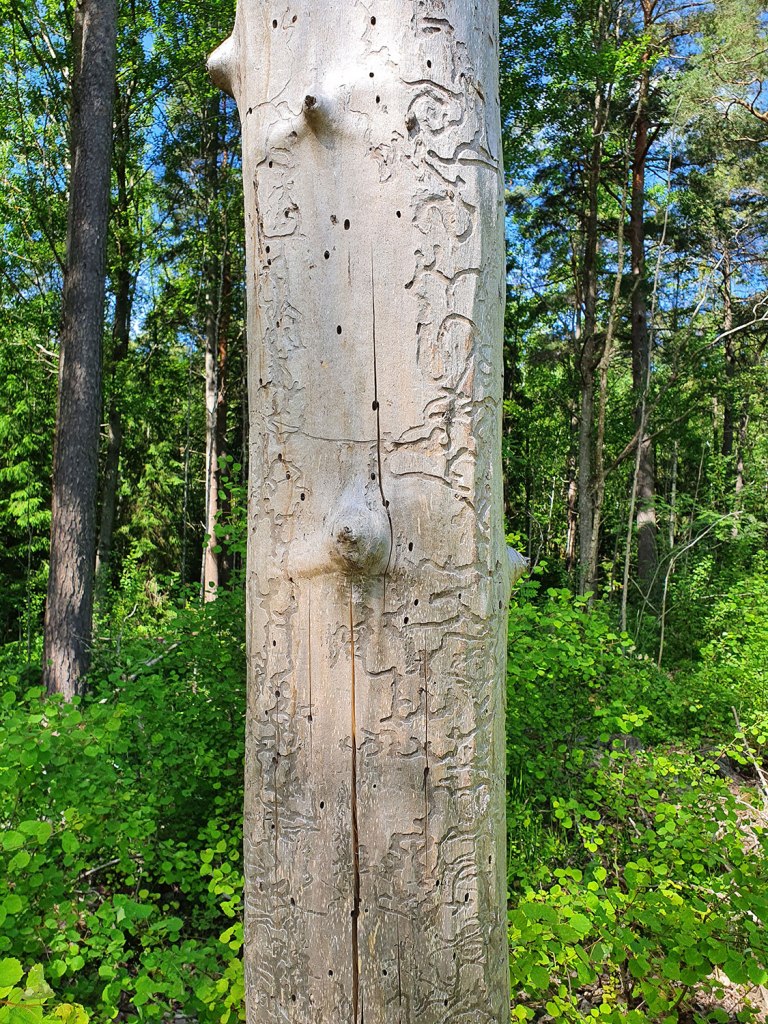 Insektsangripet träd.