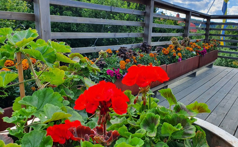 Årets annorlunda altanplanteringar/This year’s different balcony&nbsp;plantings