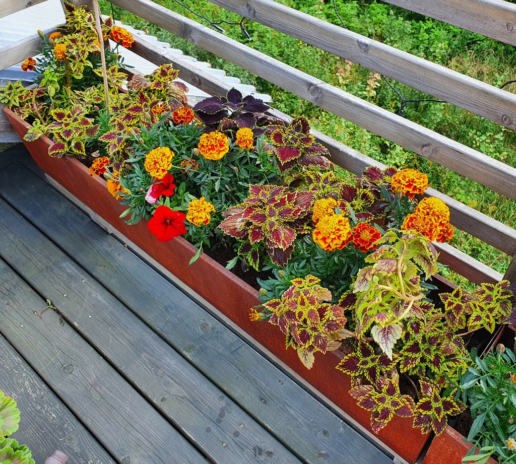 Palettblad, tagetes och petunia.
