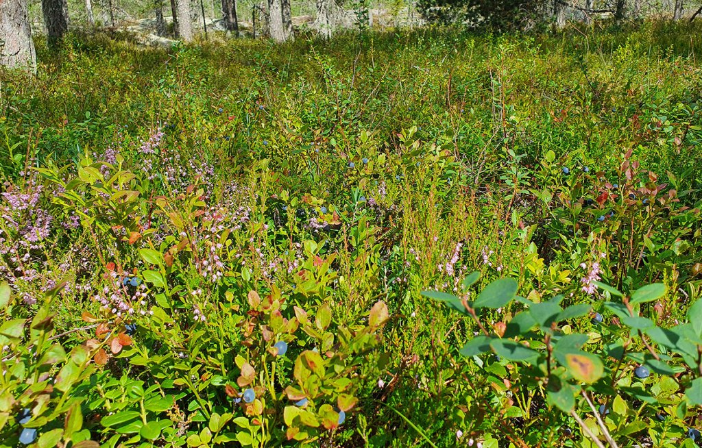 Blåbärsmark.