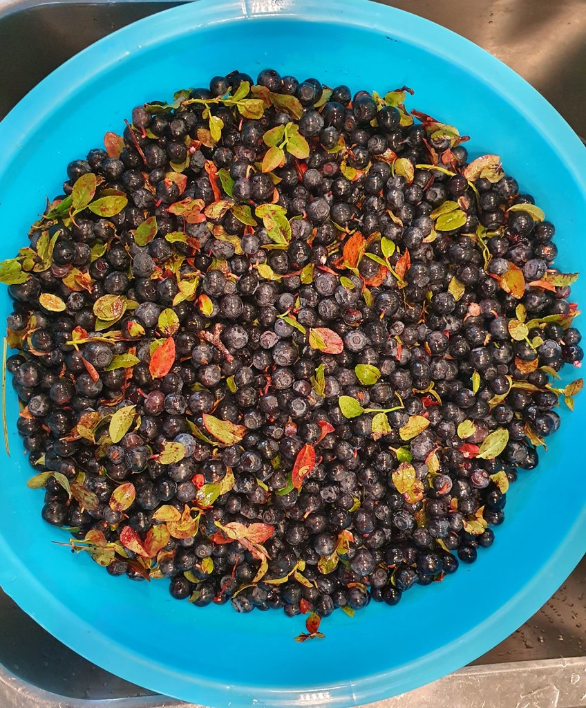 Blåbär före rensning.