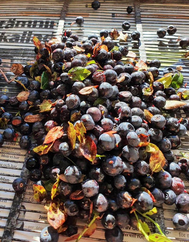 Blåbärsrensning.