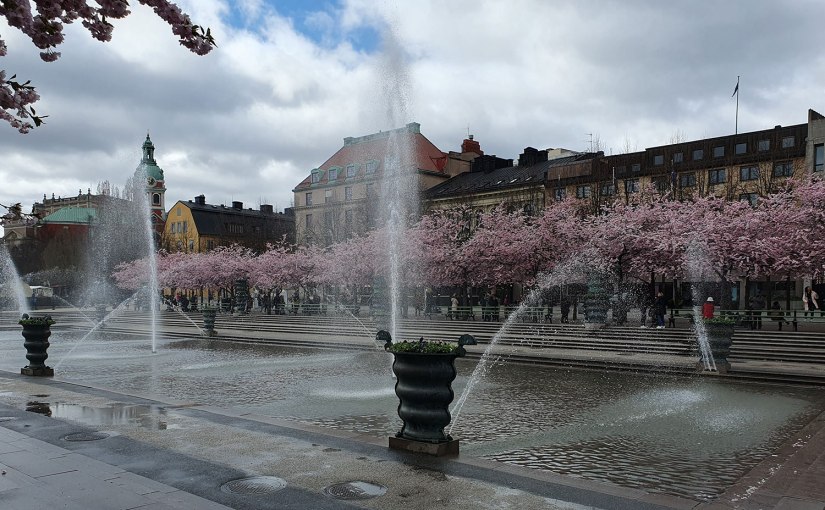 Körsbärsträden blommar i Kungsträdgården/The cherry trees are blooming in the&nbsp;Kungsträdgården