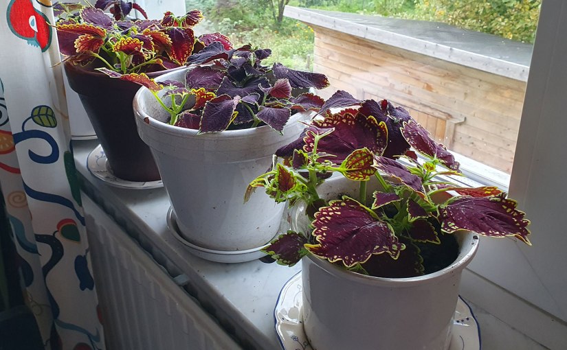 Blommorna flyttar inomhus/The flowers move&nbsp;inside