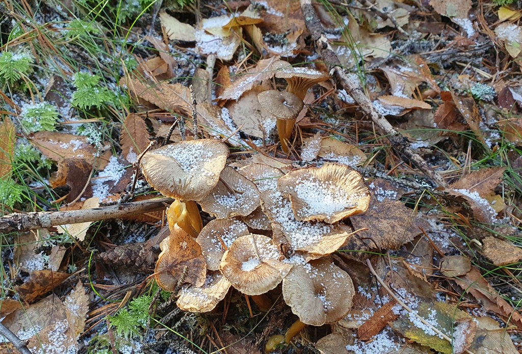 Rödgul trumpetsvamp.