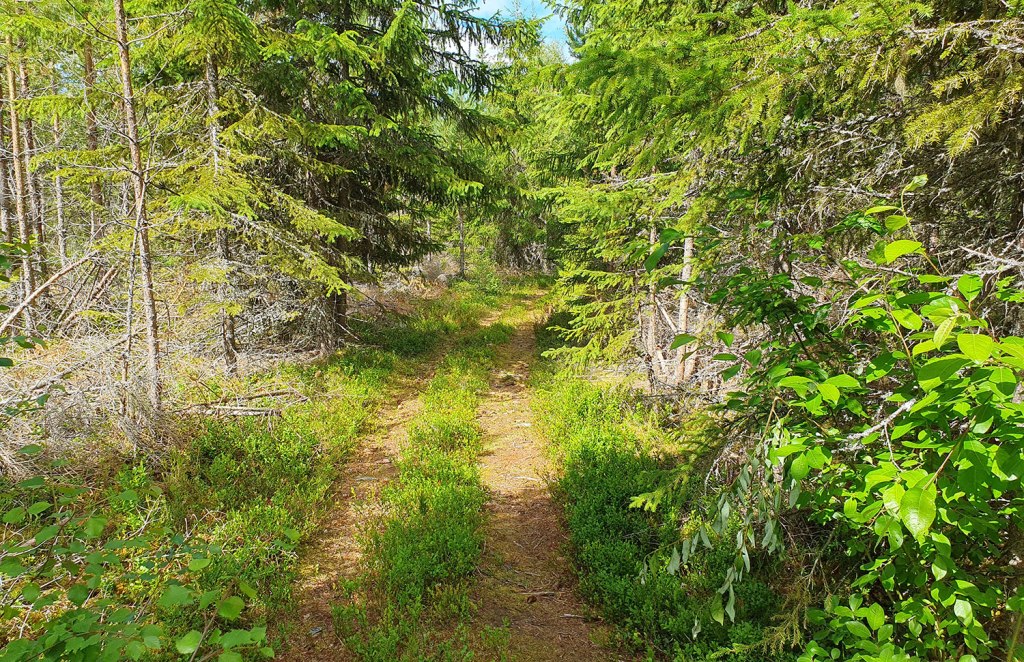 Stigen till utsiktsplatsen