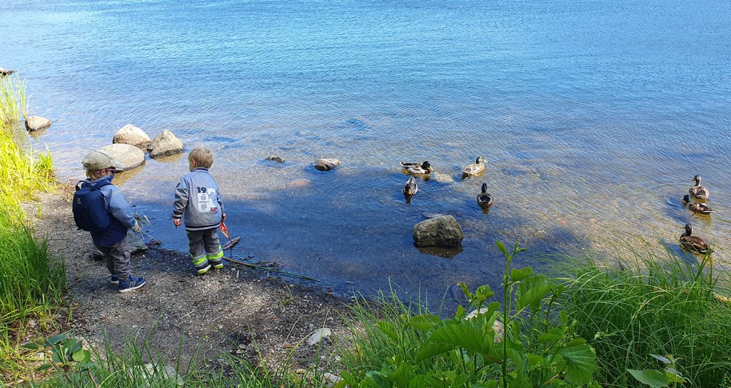Barkbåt i vattnet tillsammans med gräsänder.