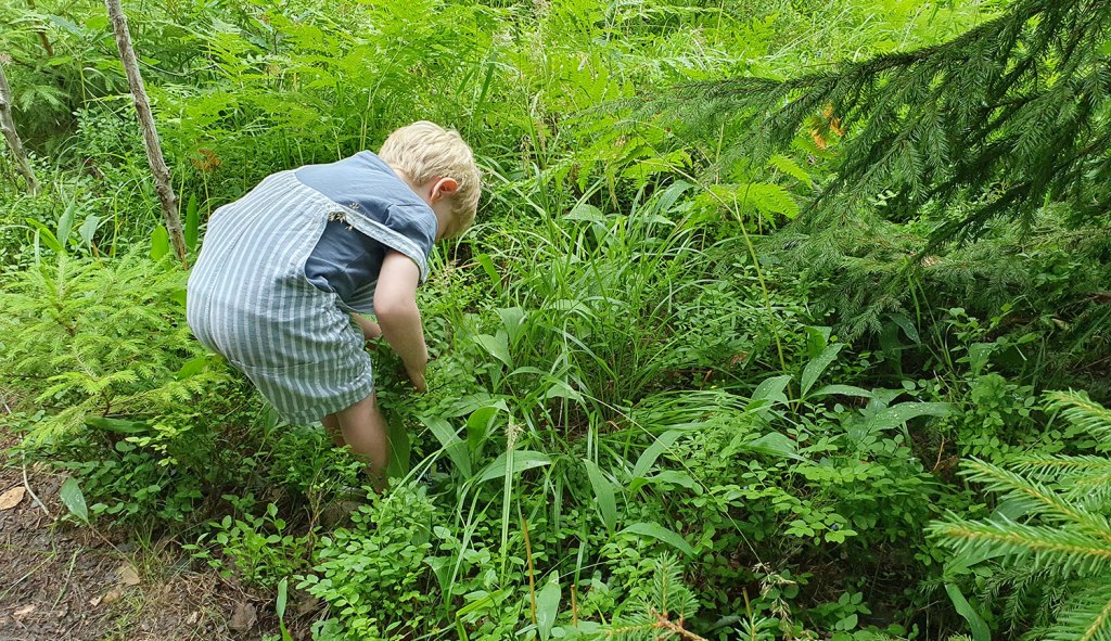 Nils i blåbärsskogen.