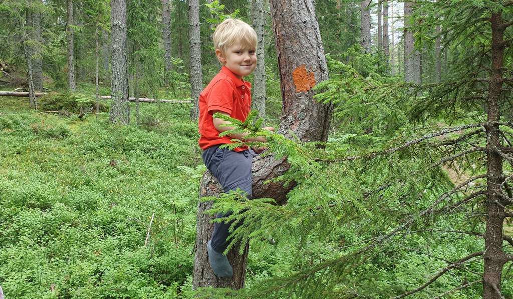 Ludvig i krokigt träd.