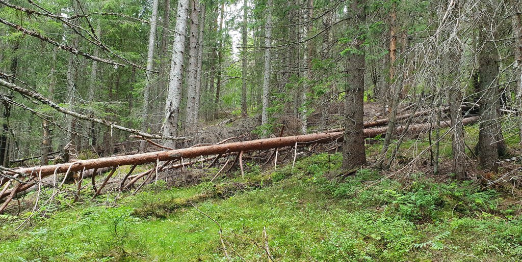 Stökig skog