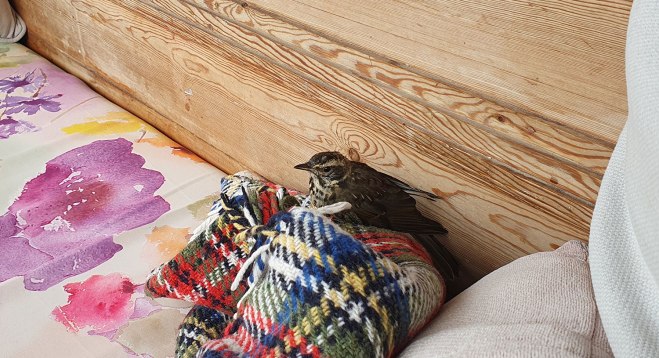 Fågel på filt i altansoffan.