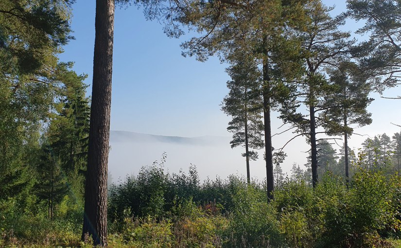 Dimmig promenad/Foggy walk