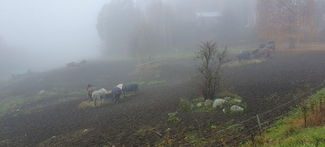 Hästar i dimma