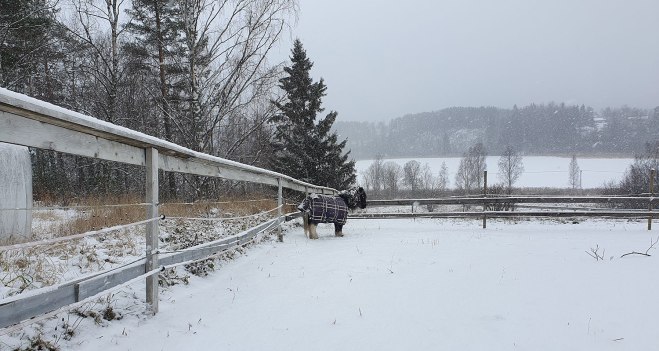 Lilla hästen i snön.