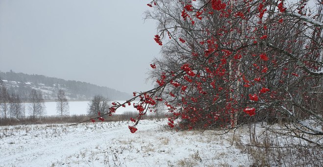Fortfarande röda rönnbär.
